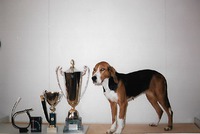 XXX Ilo, stamtik Kuturan kennel